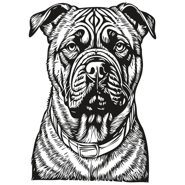 ブルマスチフ犬ベクトルグラフィック 手描き鉛筆動物ラインイラスト現実的な品種ペット — ストックベクタ