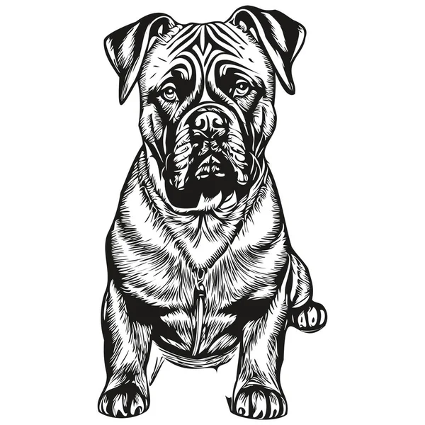 Bullmastiff Hund Vektor Grafik Handritad Penna Djur Linje Illustration — Stock vektor