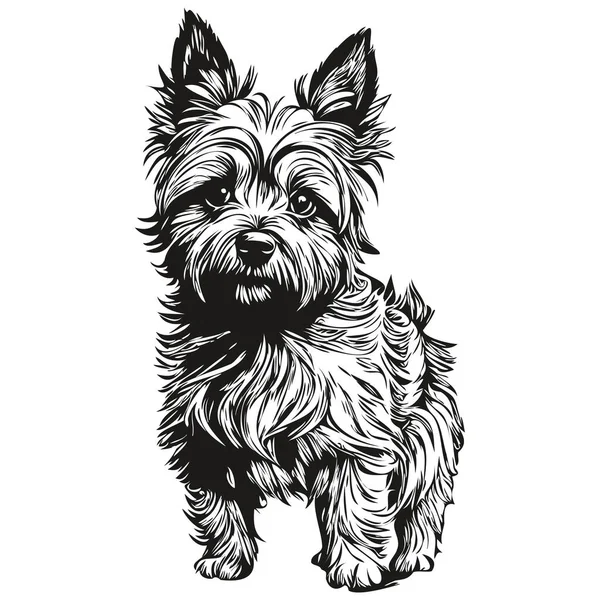 ภาพวาดสายพ Cairn Terrier ลปะส วาดม อเวกเตอร าและส ขาว ยงสายพ สมจร — ภาพเวกเตอร์สต็อก