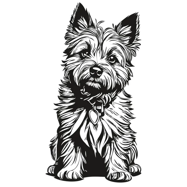 Cairn Terrier Hund Graverad Vektor Porträtt Ansikte Tecknad Vintage Ritning — Stock vektor