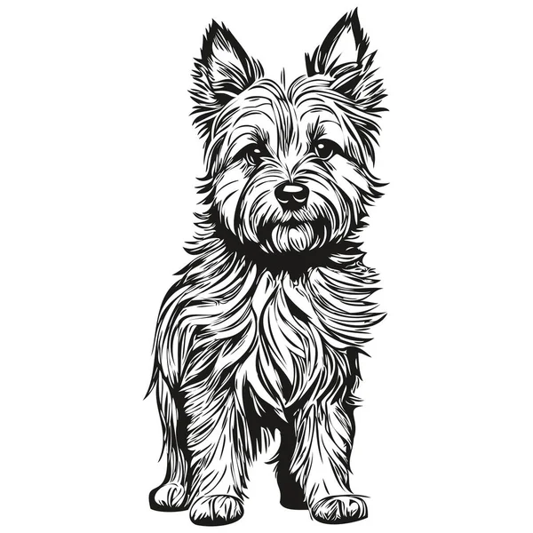 凯恩斯泰里尔狗标识矢量黑白 老式可爱的狗头雕刻草图 — 图库矢量图片