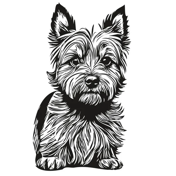 凯恩斯泰里尔狗标志矢量黑白 老式可爱的狗头雕刻现实的宠物轮廓 — 图库矢量图片