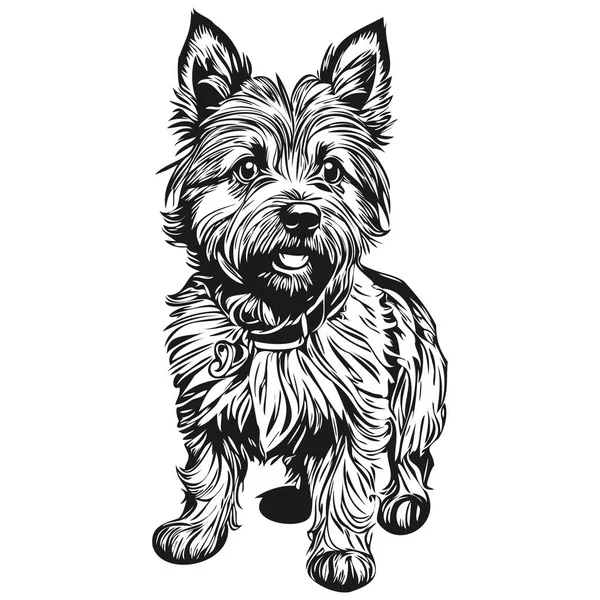 Cairn Terrier Pies Zarys Ołówek Rysunek Grafika Czarny Charakter Białym — Wektor stockowy