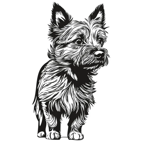 Cairn Terrier Cão Pet Silhueta Animal Linha Ilustração Mão Desenhado — Vetor de Stock