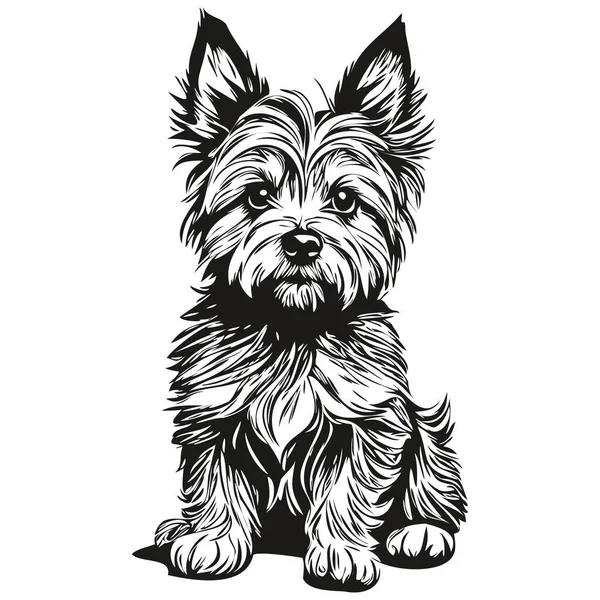 Cairn Terrier Pies Zwierzę Szkic Ilustracja Czarny Biały Grawerowanie Wektor — Wektor stockowy