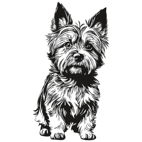 Cairn Terrier Dog Sketch Illustration Black White Engraving Vector Real — 스톡 벡터