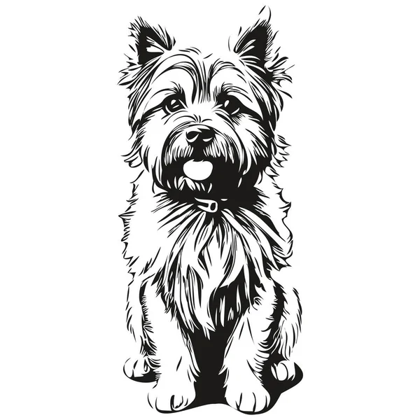 矢量中的凯恩斯 泰里尔犬肖像 纹身或T恤衫图案草图中的动物手绘 — 图库矢量图片