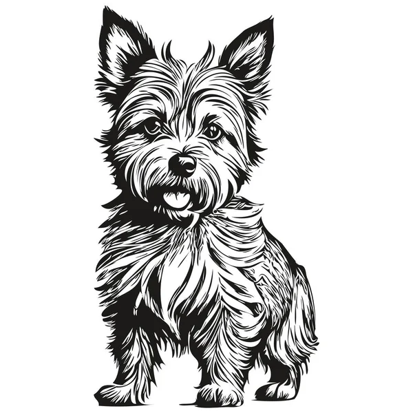 Cairn Terrier ภาพวาดด นสอท นจร งในเวกเตอร ภาพวาดศ ลปะบรรท ดของใบหน าและส — ภาพเวกเตอร์สต็อก
