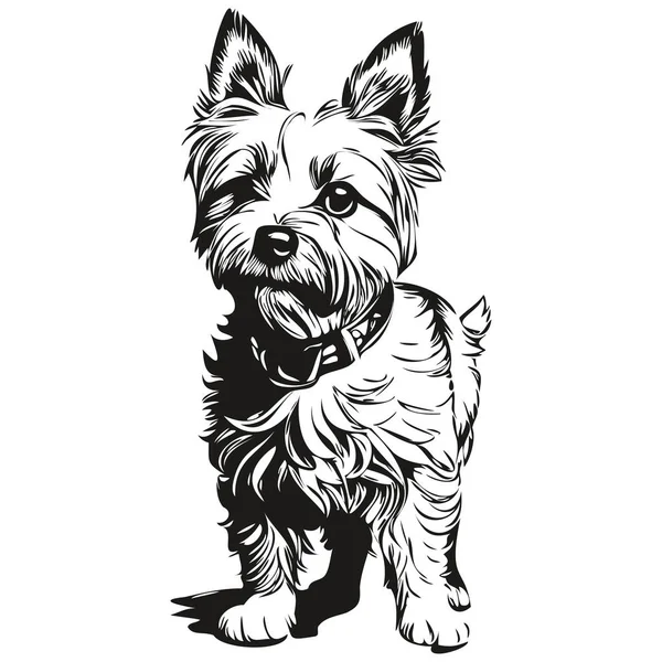 Cairn Terrier Cão Vetor Gráficos Desenhado Mão Lápis Animal Linha — Vetor de Stock