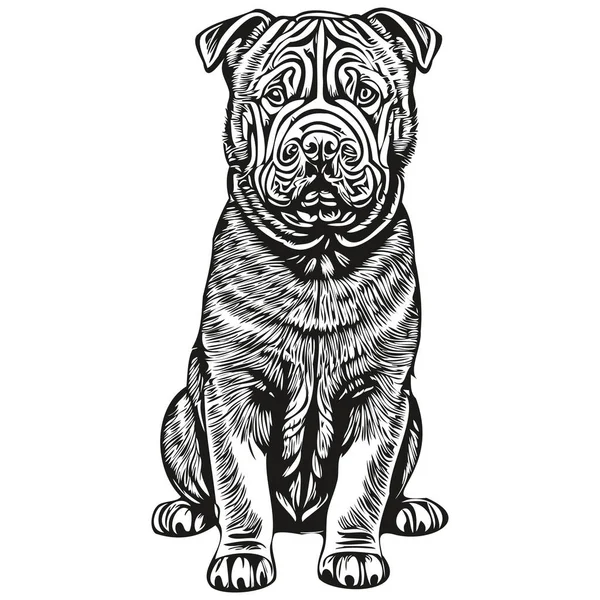 Chinese Shar Pei Line Illustration Black White Ink Sketch Face — 스톡 벡터
