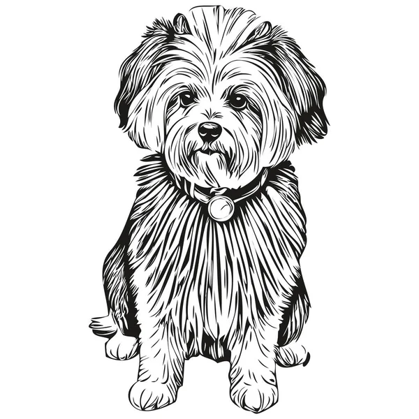 Coton Tulear Cão Raça Linha Desenho Clip Arte Animal Mão —  Vetores de Stock