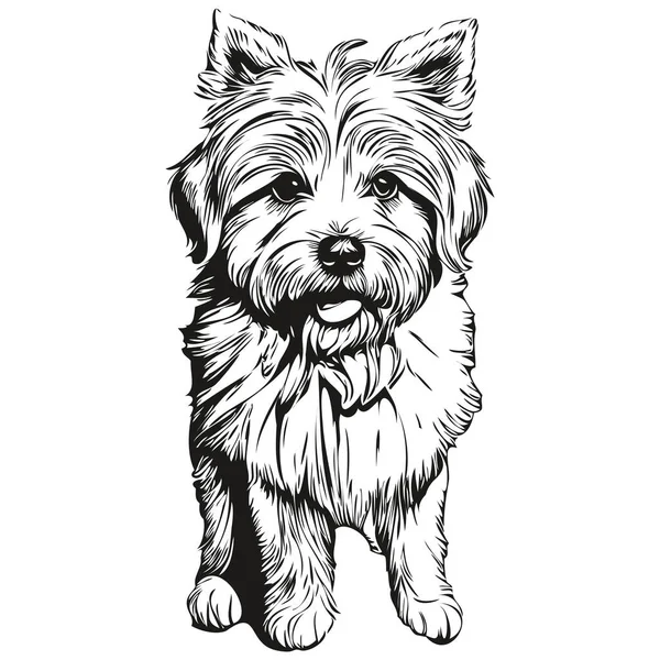 Coton Tulear Perro Cara Dibujos Animados Retrato Tinta Dibujo Boceto — Vector de stock