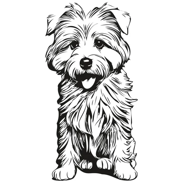 Coton Tulear Pes Kreslený Obličej Inkoust Portrét Černá Bílá Kresba — Stockový vektor