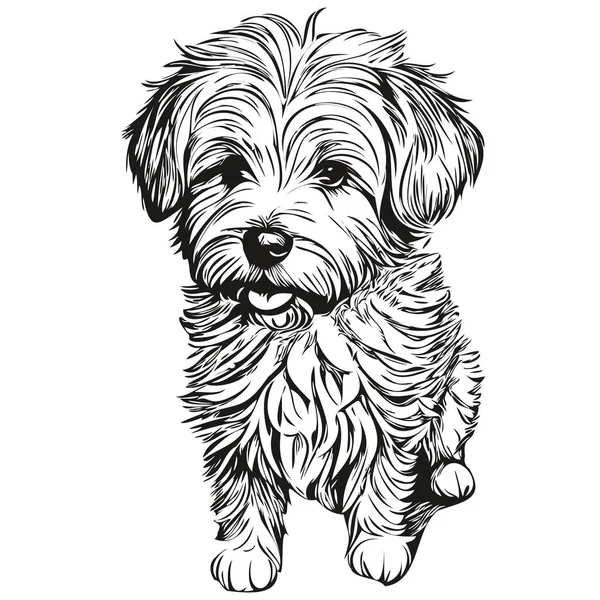 Coton Tulear Hund Gravierte Vektorporträt Gesicht Cartoon Vintage Zeichnung Schwarz — Stockvektor