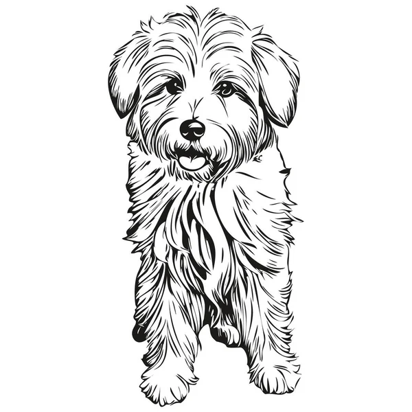 Coton Tulear Dog Face Vector Portrait Funny Outline Pet Illustration — Stock Vector