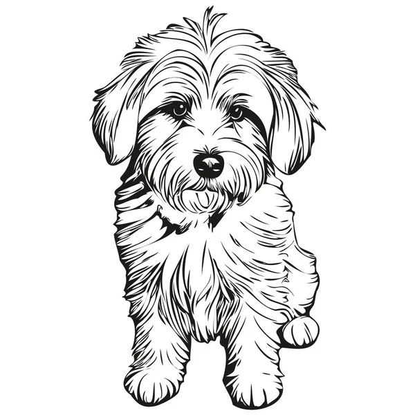 綿デTulear犬の顔ベクトルの肖像画 面白いアウトラインペットイラスト白の背景 — ストックベクタ