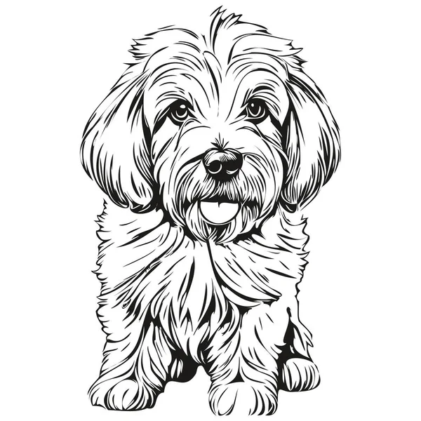 Coton Tulear Σκύλος Επικεφαλής Γραμμή Σχέδιο Διάνυσμα Ζωγραφισμένα Στο Χέρι — Διανυσματικό Αρχείο