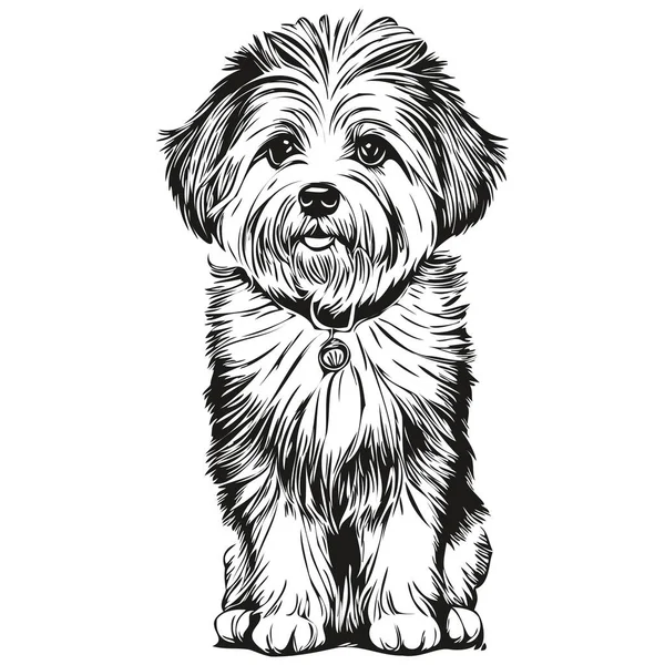 Coton Tulear Hundekopf Zeichenvektor Handgezeichnete Illustration Mit Transparenter Hintergrundskizze — Stockvektor