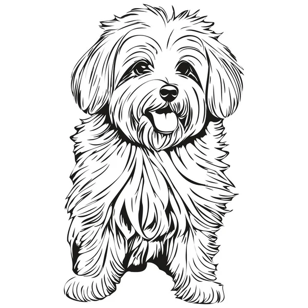 Coton Tulear Dog Ink Sketch Drawing Vintage Tattoo Shirt Print — Stock Vector