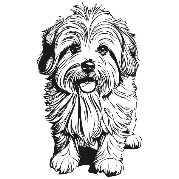 Coton Tulear Cão Isolado Desenho Sobre Fundo Branco Cabeça Pet — Vetor de Stock