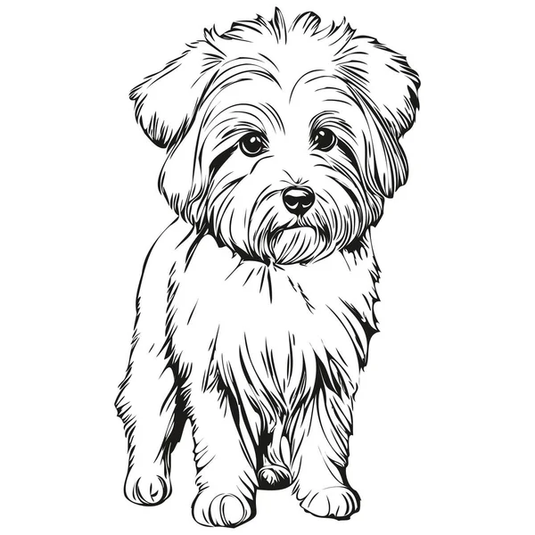 Coton Tulear Dog Isolated Drawing White Background Head Pet Line — Stock Vector