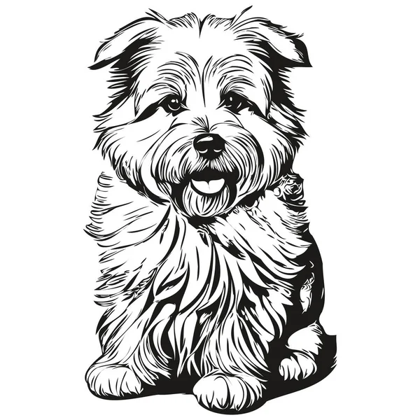 Ilustrasi Garis Anjing Coton Tulear Sketsa Tinta Hitam Dan Putih - Stok Vektor