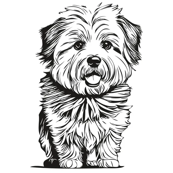Coton Tulear Hund Logo Vektor Sort Hvid Vintage Sød Hund – Stock-vektor