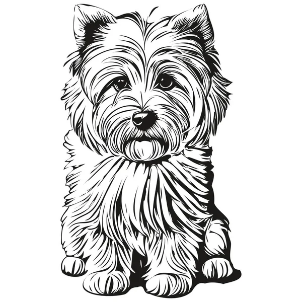 Coton Tulear Dog Outline Pencil Drawing Artwork วละครส าบนพ นหล — ภาพเวกเตอร์สต็อก