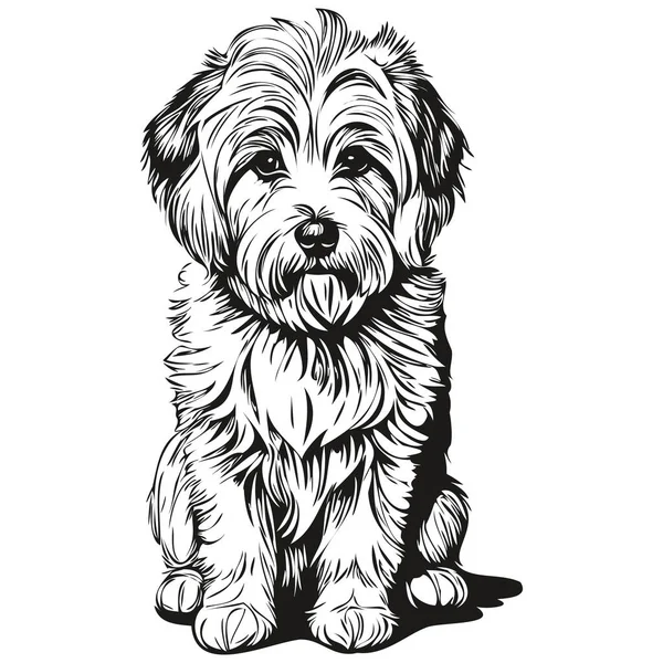Coton Tulear Cão Esboço Lápis Desenho Arte Personagem Preto Fundo — Vetor de Stock