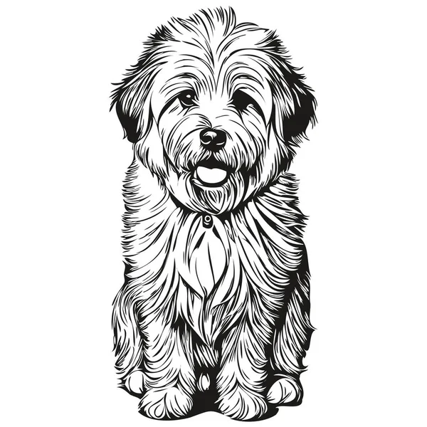 Coton Tulear Cão Lápis Mão Desenho Vetor Esboço Ilustração Pet — Vetor de Stock