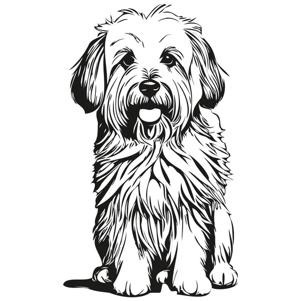Coton Tulear Σκύλος Περίγραμμα Μολύβι Σχέδιο Τέχνης Μαύρο Χαρακτήρα Λευκό — Διανυσματικό Αρχείο