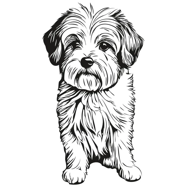 Coton Tulear Perro Lápiz Mano Dibujo Vector Contorno Ilustración Mascota — Vector de stock