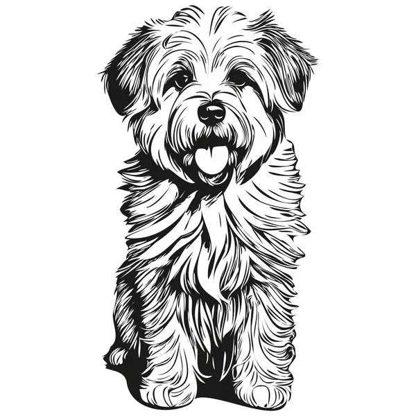 Coton Tulear Hund Blyant Hånd Tegning Vektor Skitse Illustration Kæledyr – Stock-vektor