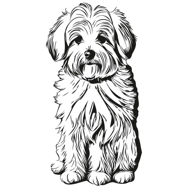 Coton Tulear Cão Lápis Mão Desenho Vetor Esboço Ilustração Pet — Vetor de Stock