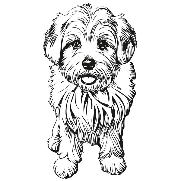 Coton Tulear Hund Kæledyr Silhuet Dyrelinje Illustration Håndtegnet Sort Hvid – Stock-vektor
