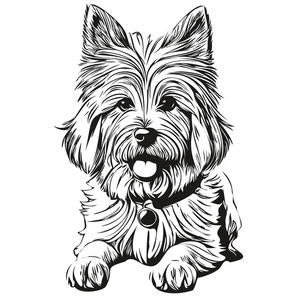 Coton Tulear Silueta Mascota Perro Animal Línea Ilustración Dibujado Mano — Vector de stock