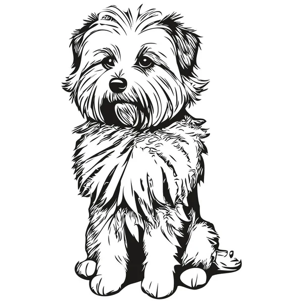 Coton Tulear Dog Pet Sketch Illustration Black White Engraving Vector — Stock Vector
