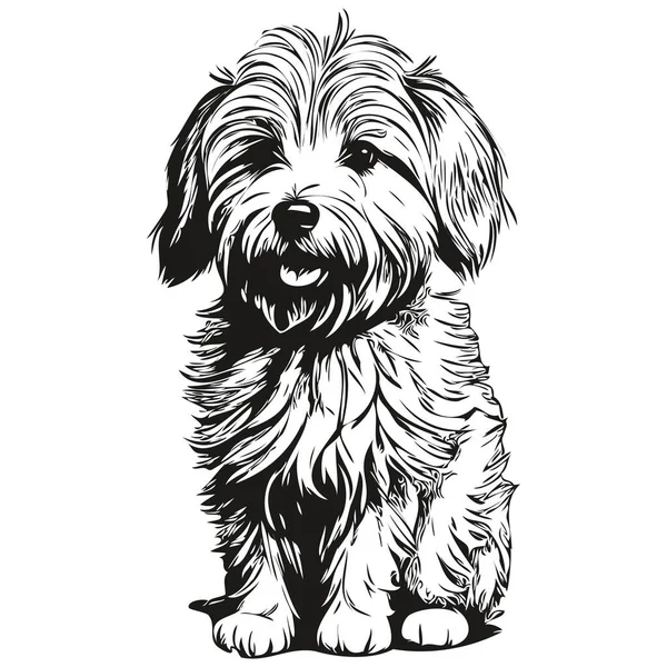 Котон Тулеар Собака Ескіз Ілюстрація Чорно Біле Гравіювання Векторний Реалістичний — стоковий вектор
