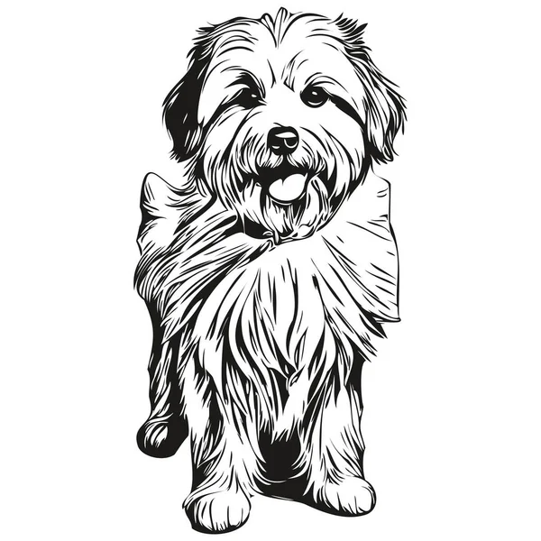 Coton Tulear Hundeskizze Illustration Schwarz Weißer Gravur Vektor — Stockvektor