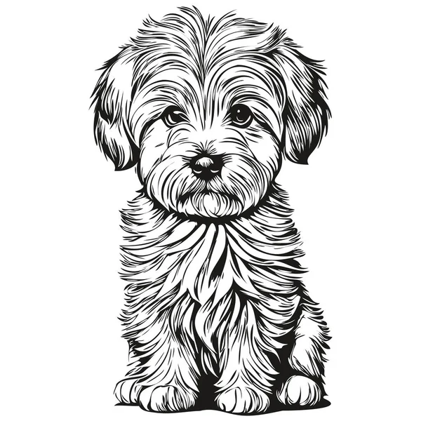 Portrait Chien Coton Tuléar Vecteur Dessin Animal Main Pour Tatouage — Image vectorielle