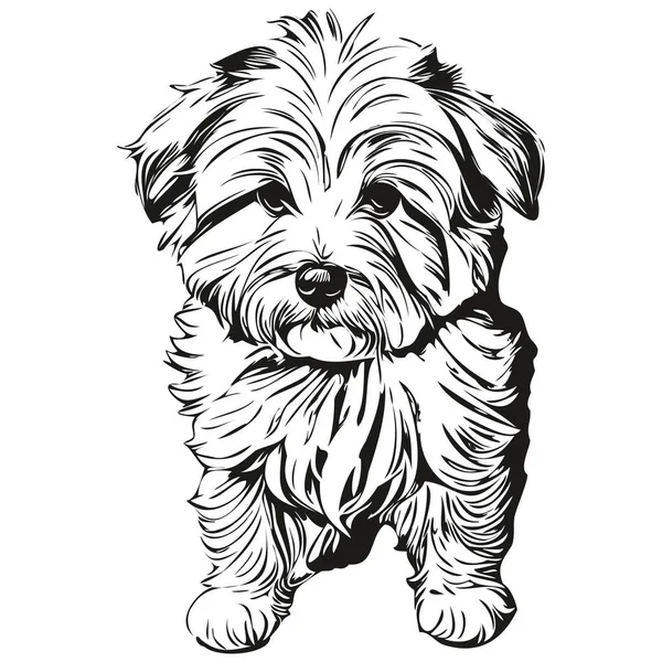 Retrato Cão Coton Tulear Vetor Desenho Mão Animal Para Tatuagem — Vetor de Stock
