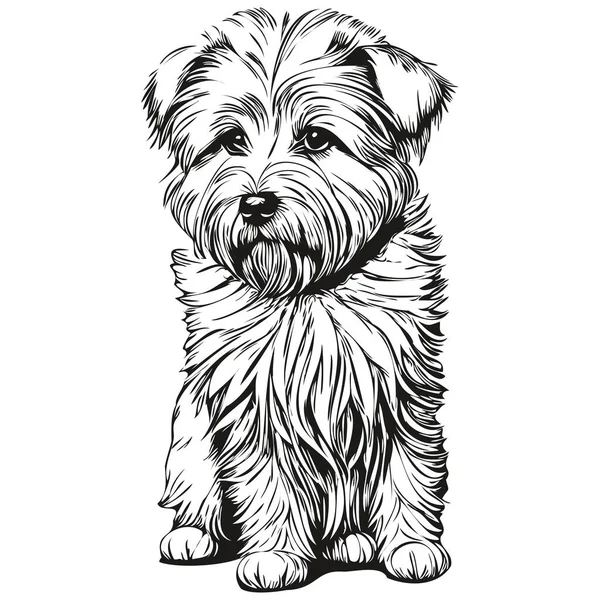 Coton Tulear Hund Realistisk Blyant Tegning Vektor Linje Kunst Illustration – Stock-vektor