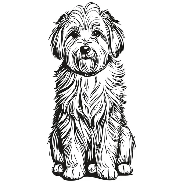 Portrait Chien Coton Tuléar Vecteur Dessin Animal Main Pour Illustration — Image vectorielle
