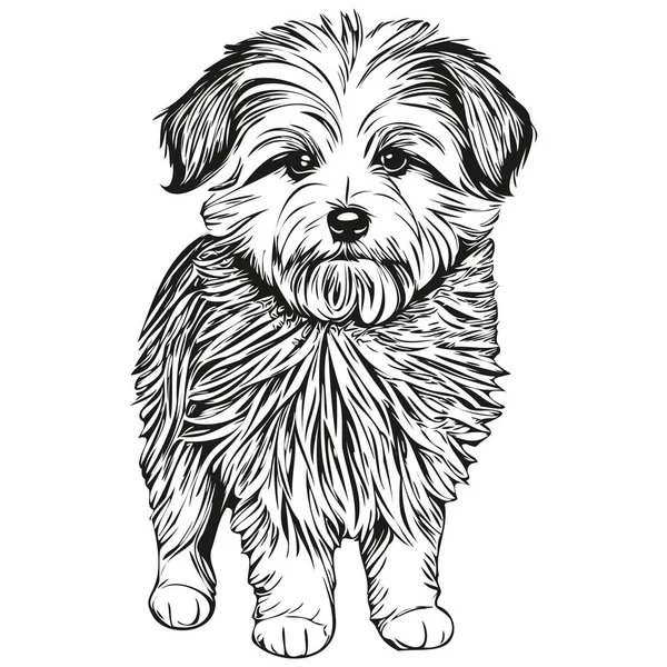Coton Tulear Köpek Çizimi Vektör Çizgi Çizimi Köpek Yüzü Siyah — Stok Vektör