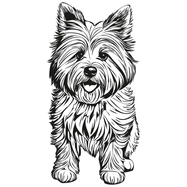 Coton Tulear Hund Realistisk Sällskapsdjur Illustration Hand Rita Ansikte Svart — Stock vektor