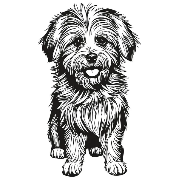 Coton Tulear Σκύλος Ρεαλιστική Απεικόνιση Κατοικίδιων Ζώων Χέρι Σχέδιο Πρόσωπο — Διανυσματικό Αρχείο