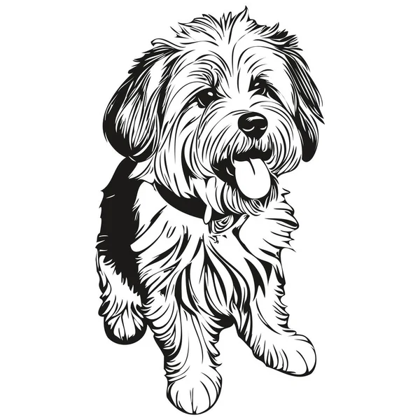 Котон Тулеарська Собака Реалістична Ілюстрація Домашнього Улюбленця Малюнок Рук Обличчя — стоковий вектор