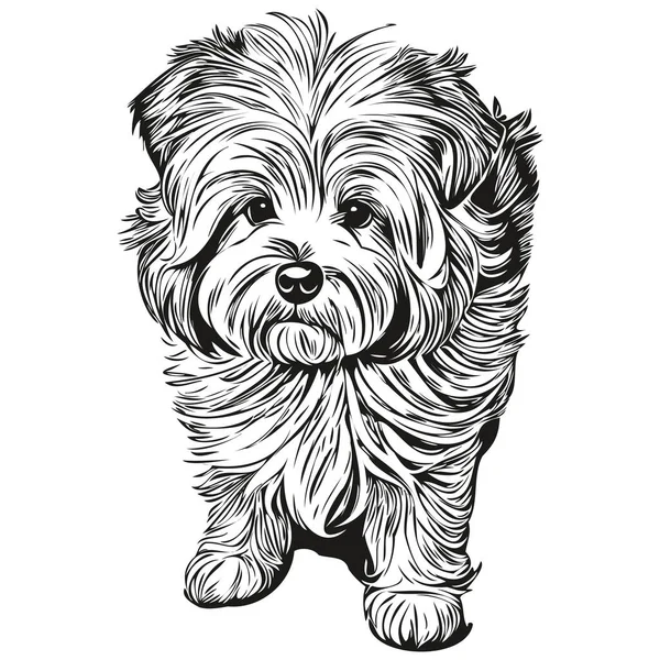 Coton Tulear Dog Realistic Pet Illustration Hand Drawing Face Black — Stock Vector