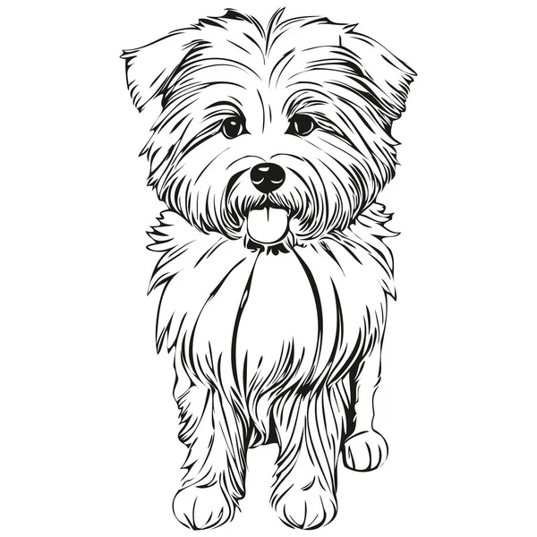 Coton Tulear Hundesilhouette Pet Charakter Clip Art Vektor Pets Zeichnung — Stockvektor