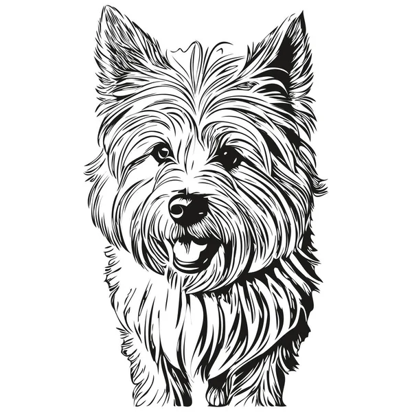 Coton Tulear狗的人物形象 剪贴画艺术载体宠物画黑白逼真品种的宠物 — 图库矢量图片
